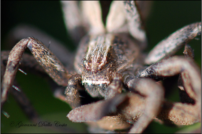 Thanatus sp.